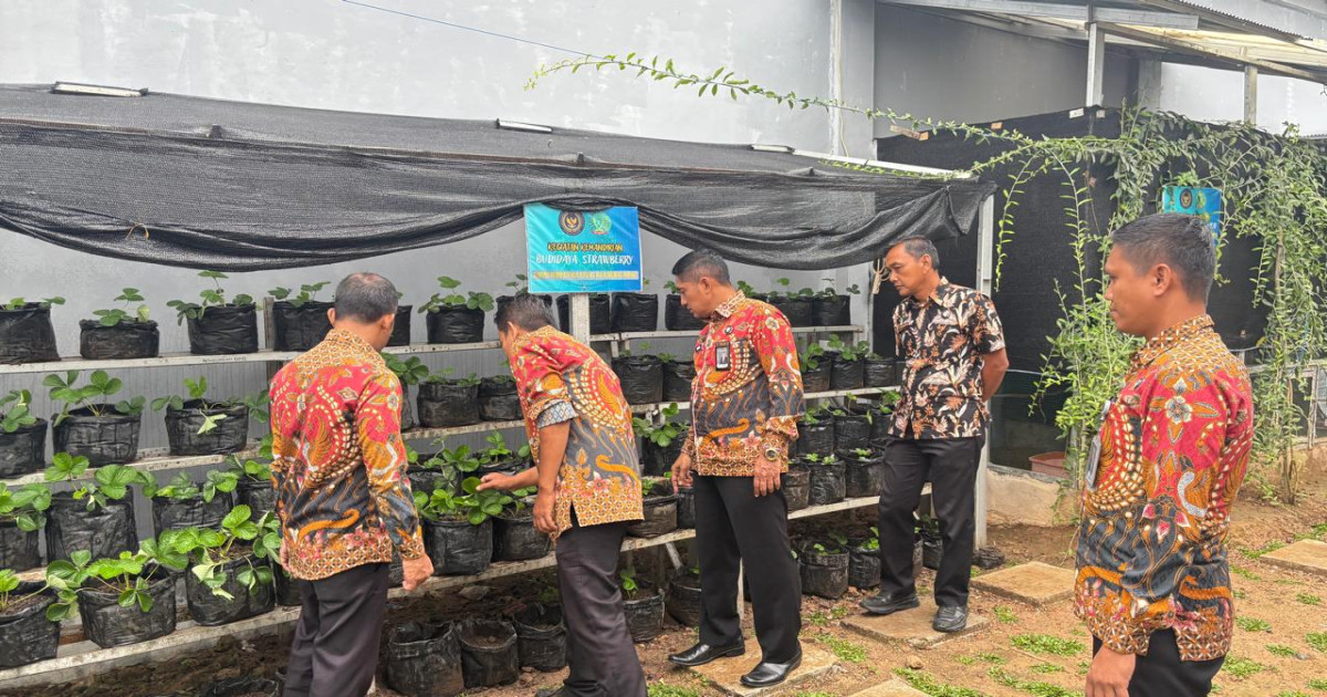 Manisnya Stroberi di Balik Jeruji, Kalapas Narkotika Karang Intan Dukung Program Pembinaan Kemandirian Warga Binaan